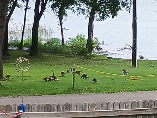 Lakefront yards visited by a flock of geese