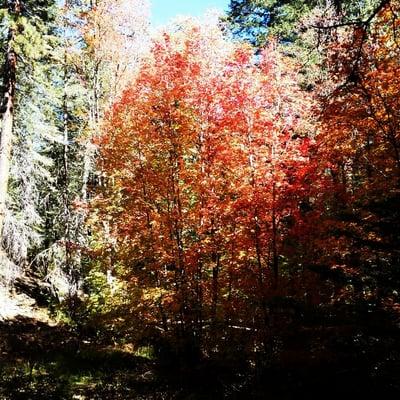 Amazing diversity in Southern Arizona!