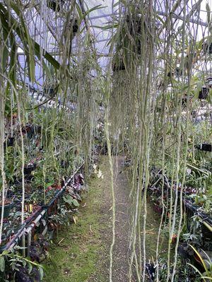 The greenhouse is full of baby orchids