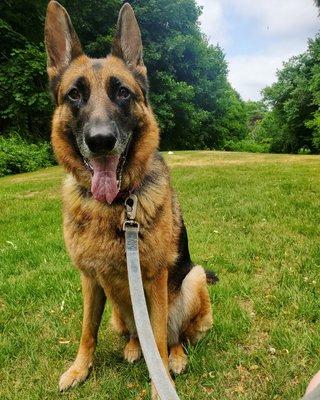 Elsa enjoying her 1:1 walk!