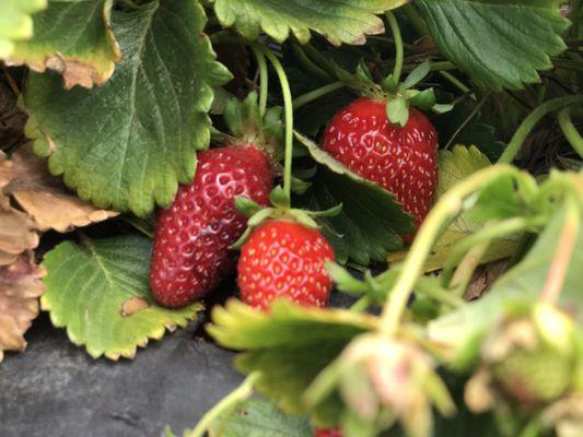 Berries ripened on the vine.