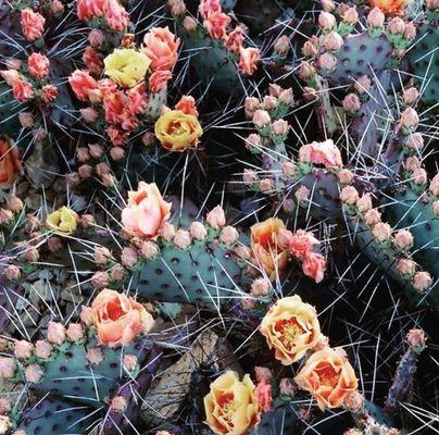 Prickly pear cactus with peach flowers