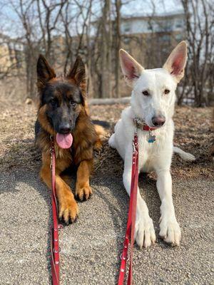 Pack Walk with Piper & Sarge