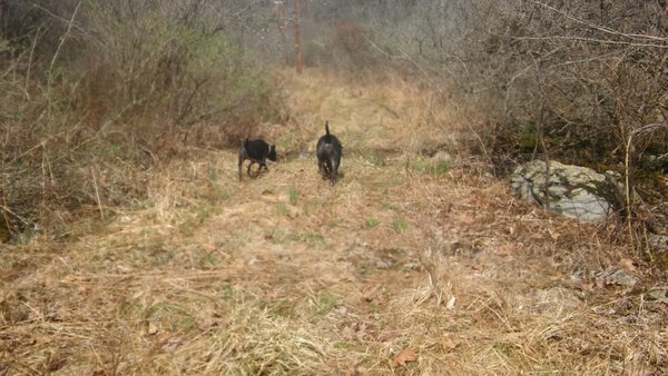 Off leash walk in enclosed area