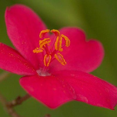 Some Euphorbia I think.