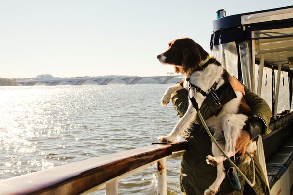 Enjoying the views aboard our Canine Cruise!