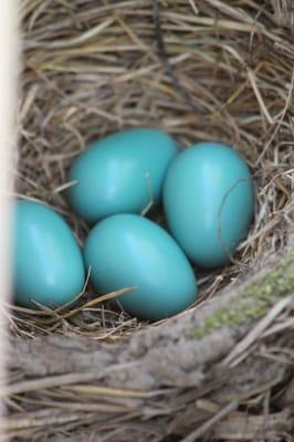 Certain trees attract robins.