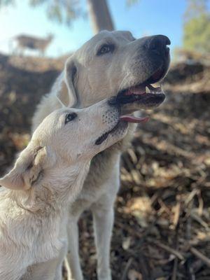 Rumi, out livestock guardian manager and his trainee Huckleberry. Our livestock guardians are of Turkish descent.