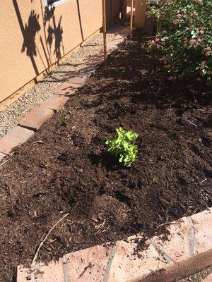 Black Jack Fig Tree