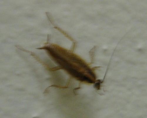 Cockroach running out of my dishwasher at the Yorkshire Apartments at 3355 16 St NWDC brought to you by Lenkin Management.