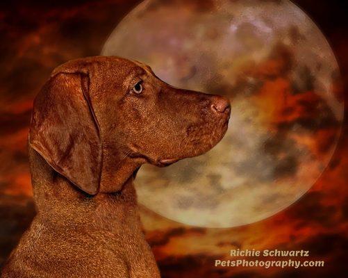 Photographer Richie Schwartz for Pets Photography Studio