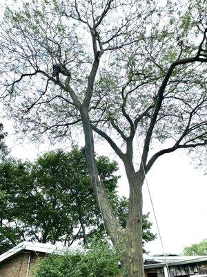 Tree Trimming and Pruning