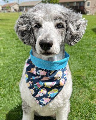 Freshly groomed standard Aussiedoodle (I prefer a short snout haircut on my doodle)