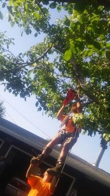 Just hanging out Cutting a branch over a drive way