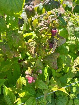 Fruit on the bushes