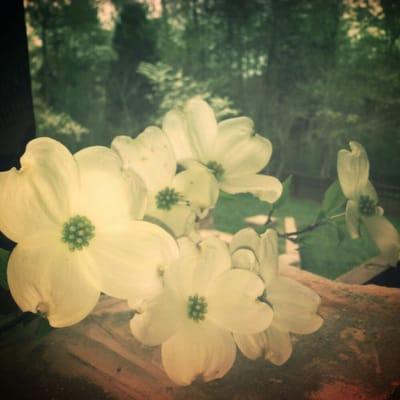 Dogwoods... spring at Choto!