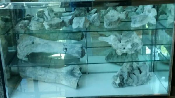 Unspecified bones on display.