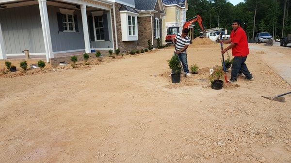 Final Grade , Sod and Plant Install for Builder.