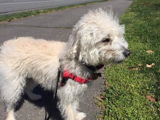 This little guy is a new customer and he loves his walks!