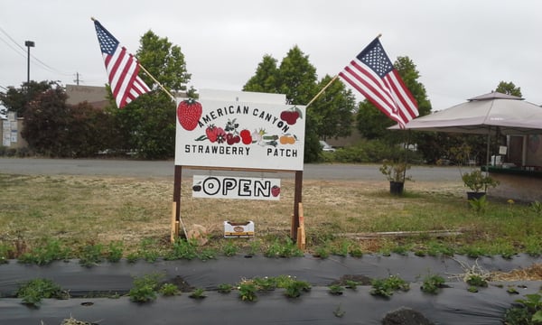 American Canyon Strawberries Patch