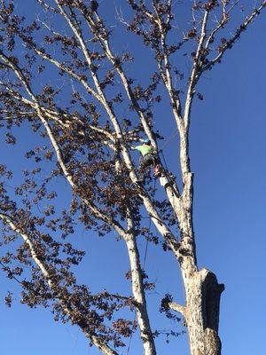 This is a picture of a dead tree in Mathews. Customer was glad to finally get it down.