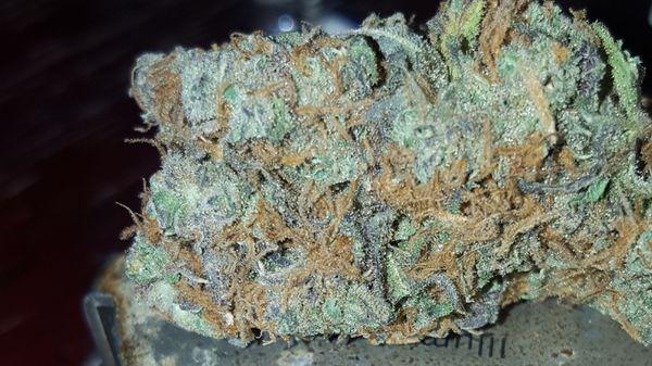 cheese strain