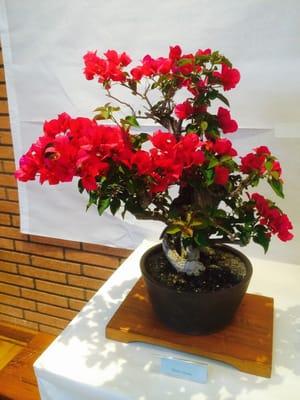 Bonsai Plant Display (H's fav)