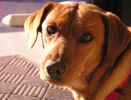 Rose is the mascot and official greeter at One on One Learning Center. She has a calming effect on the learning environment.