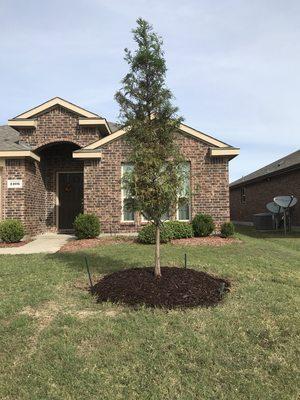 Bald Cypress Install.