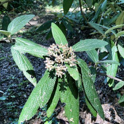 Viburnum, Leatherleaf Arrowwood