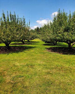 Apple trees throughout the park.