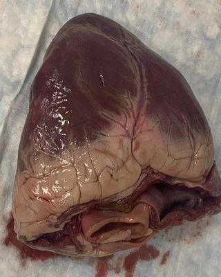 Pig heart