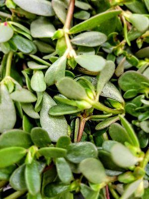 Verdolagas, or purslane...