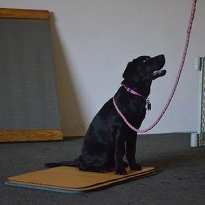 Practicing matwork at Puppy Day School.