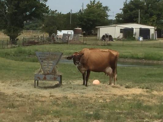 This is one of the happy cows where my milk comes from. I love that!