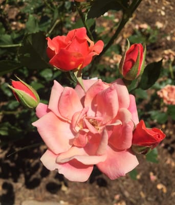 Brookdale Park Rose Garden