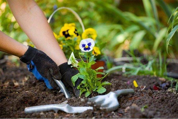 Flower Bed and Tree Planting Service