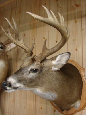 Rich's Taxidermy