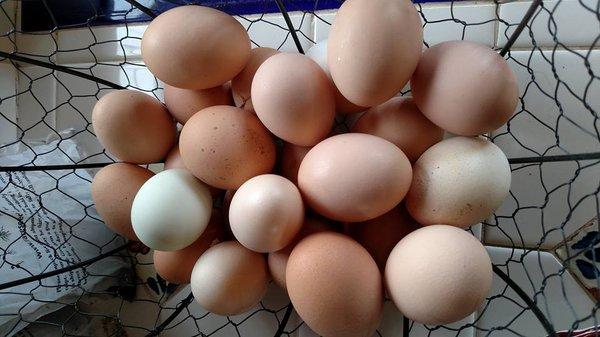 Farm-fresh eggs - organic, soy-free feed from Montana.