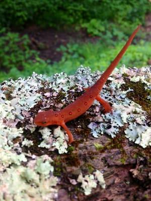 Cool newt, amazing colors