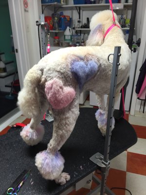 side view of standard poodle in creative design