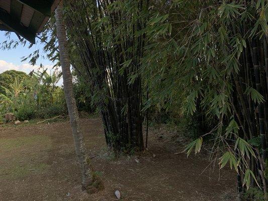 Beautiful black bamboo in back yard