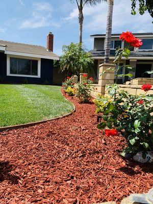 Complimentary Red, Yellow a dash of Green sod marathon "baseball field" style; drip system; drain installation; and border installation.