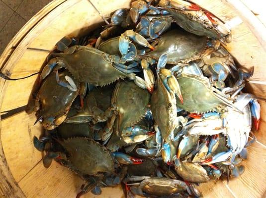 Live blue crabs