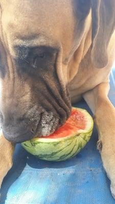 My Danes like watermelon too.