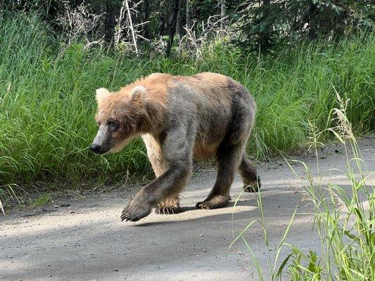 Young bear on the path at Brooks Camp.