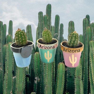 Arizona Glazed Cactus Magnet with handcrafted pot, saguaro imprint, and real live assorted cactus grown in Arizona.