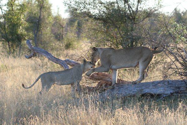 Game drive at Kruger National Park, South Africa