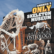 Raccoon billboard design for Museum of Osteology in OKC, OK