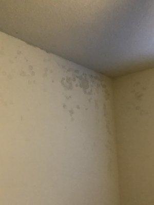 Mold in living room